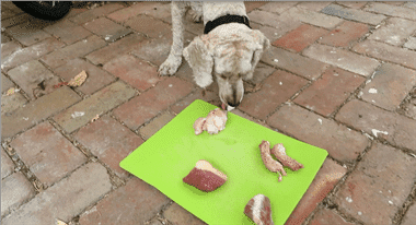 dog carnivore eating meat