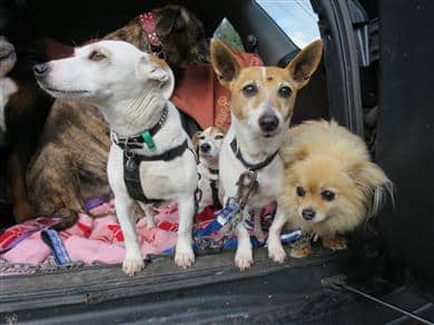 natural dog treats DOGS