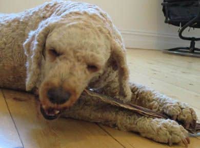 Archie dog eating Kangaroo Jerky