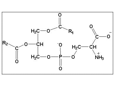 Phosphotidylserine chemical symbol used for anti dog dementia