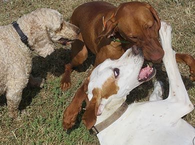 Happy healthy dogs playing