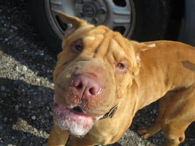 dog