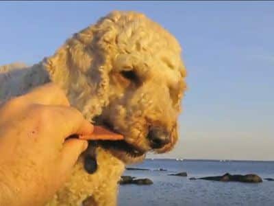 roo-bars-dog treat