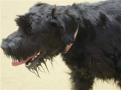Big dogs with big teeth