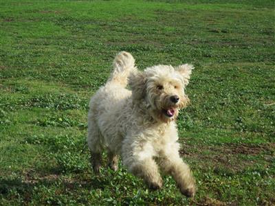 happy dog running free - groodle