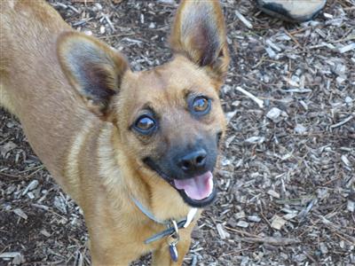 dog in dog park
