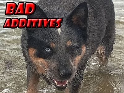 bad-additives dog food