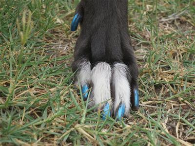 dogfood-lastest-trends