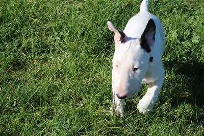 Bull terrier puppy treat lover