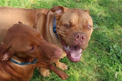 dog-treat-innovation-dog