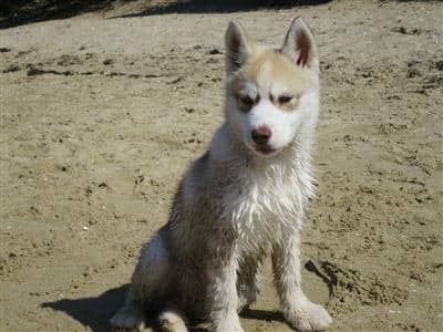puppy-dog-treats puppy dog husky