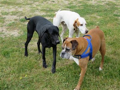 dogfood-diet