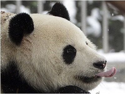 panda not a dog