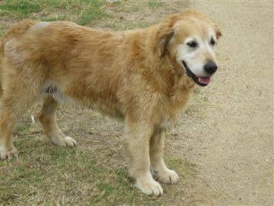 mature-dog