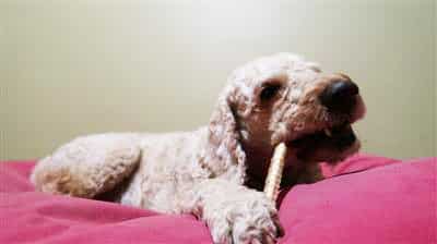 Shark-cartilage-dogeating-example