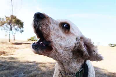 Archie-dog-approved-dog-treats
