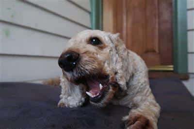 hoki-blue-grenadier-dog treat-dog eating