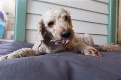 Roo-cartilage-dog-treats