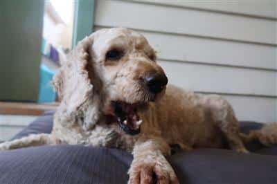 lamb-cube-dog-treat-being-eaten
