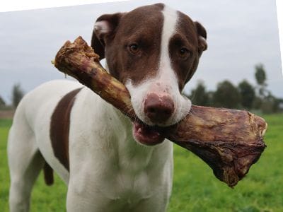 Kara with her prize beef shin bone from healthy dog treats