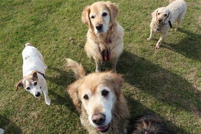 Happy Healthy Dog Treat fed dogs