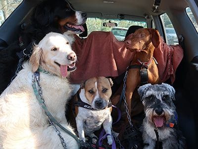 dogs-in-a-car