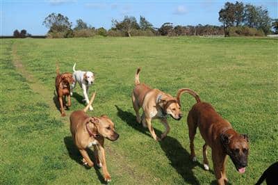 onion grass toxic to dogs