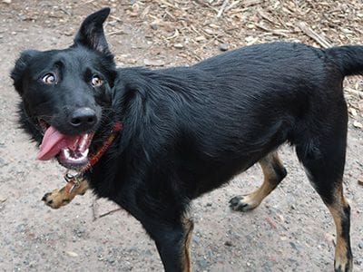 happy healthy dog