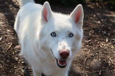 dog-in-the-dog-park