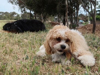 Our happy Arya cavoodle chewing a stick