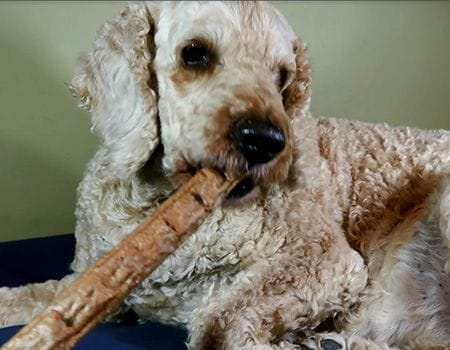 Crocodile-sticks-dog-treats-archie-dog-eating.