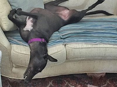 AMY Super dog