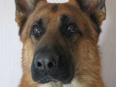 Maxine's GS Dog