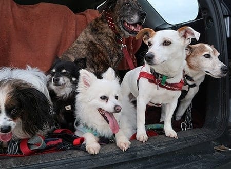 dog-walkers-Melbourne-dogs-australia