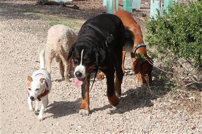dogs-on-the-hunt-for-meat.