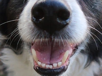 dog-teeth