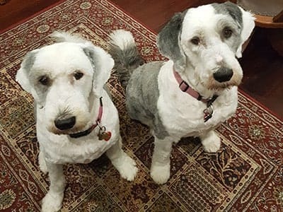Super Dogs !