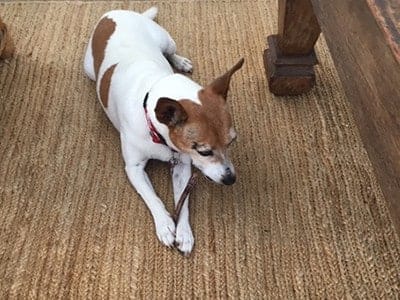 Sadie-Dog