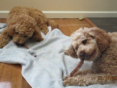 Super dog two Girl Poodles !