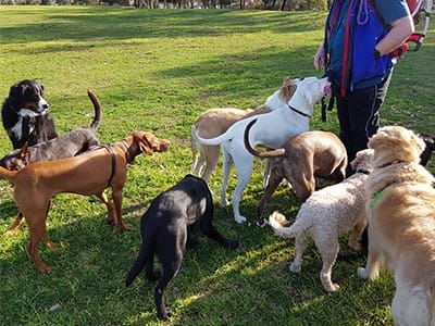 Fat free dog clearance treats pancreatitis