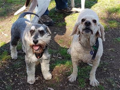 two best friend dogs calmed after walks, because of walks