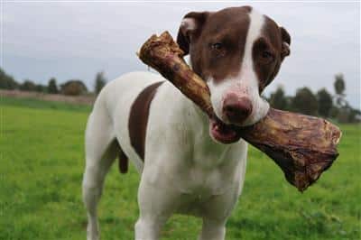 dog-with-a-bone