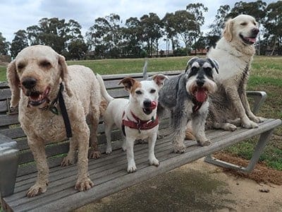 healthy-dogs-on-a-bench