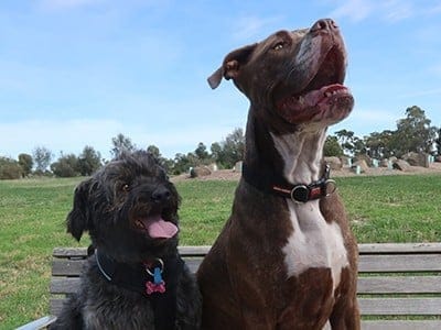 Lucy-and-Bonny-dogs