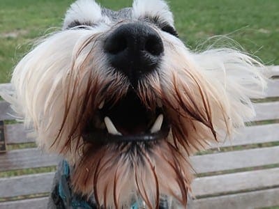 Ted-schnauzer-on-close-inspection