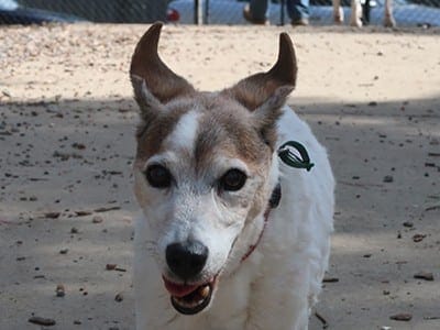 Max-mature-age-champion-dog