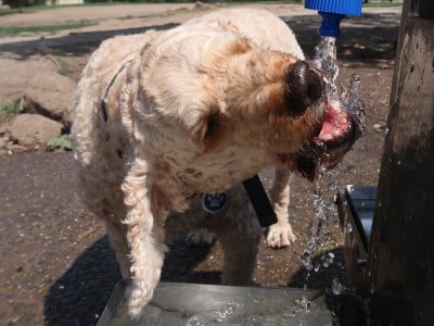Archie-dog-drinking-water.
