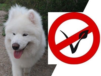 dog no vegan