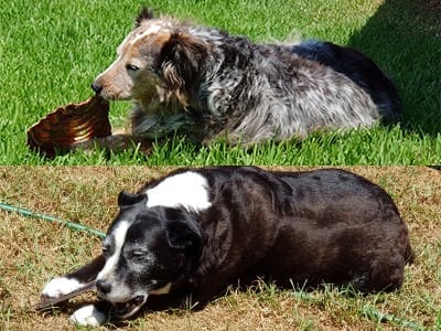 Marky & Shelley Super dogs !