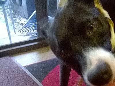 Gypsy happy staffy dog !